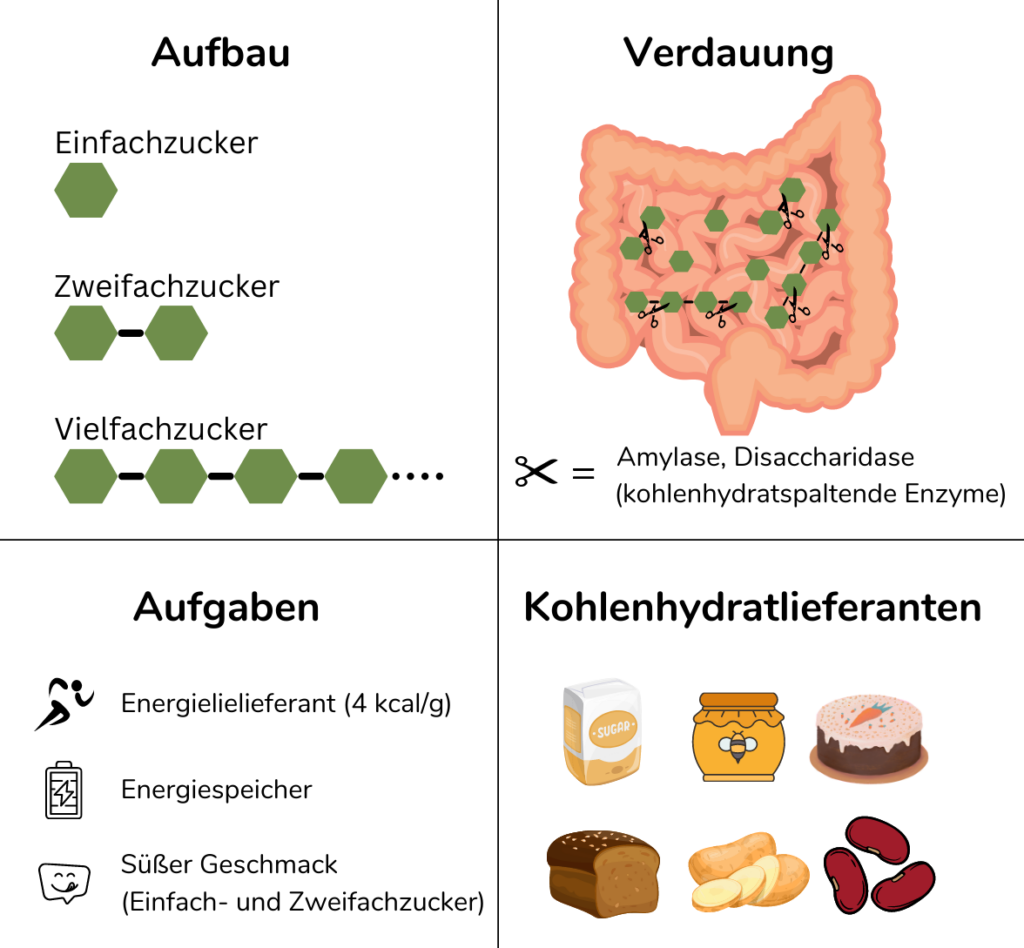 Aufbau, Verdauung Aufgaben und Lieferanten von Kohlenhydraten