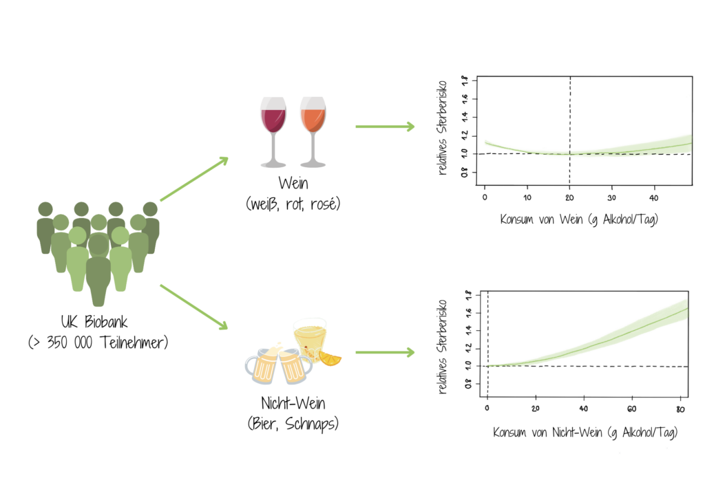 Auswirkungen von Alkoholkonsum, z.B. von Wein und nicht Wein erklärt