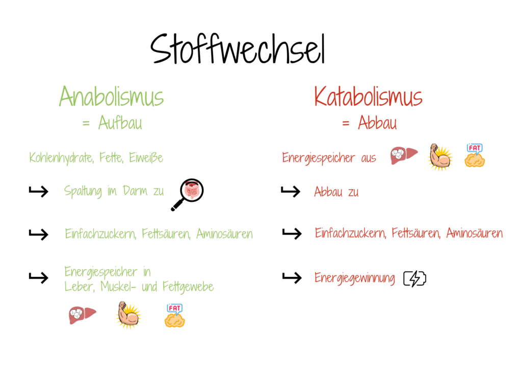 Darstellung von Anabolismus und Katabolismus als Teil des Stoffwechsels