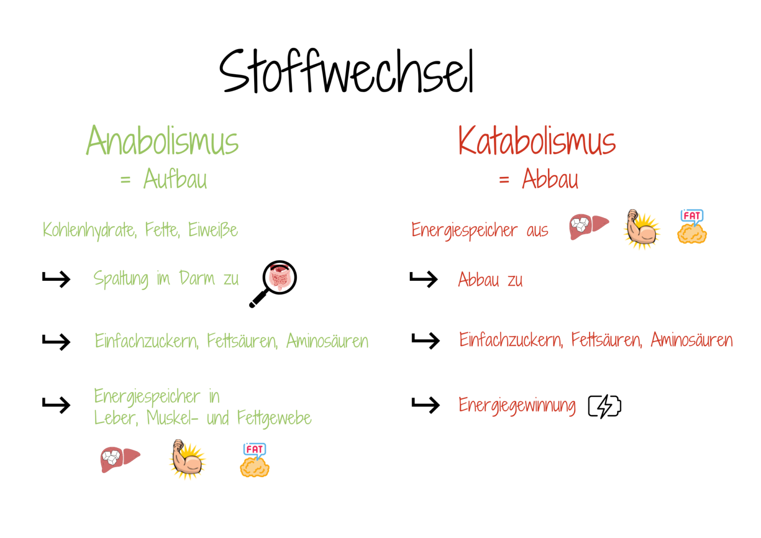 Stoffwechsel was ist das? Neatic