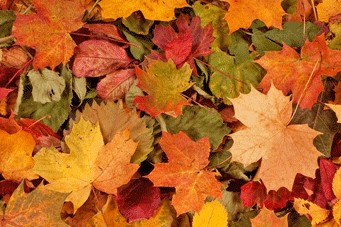 Herbstlaub