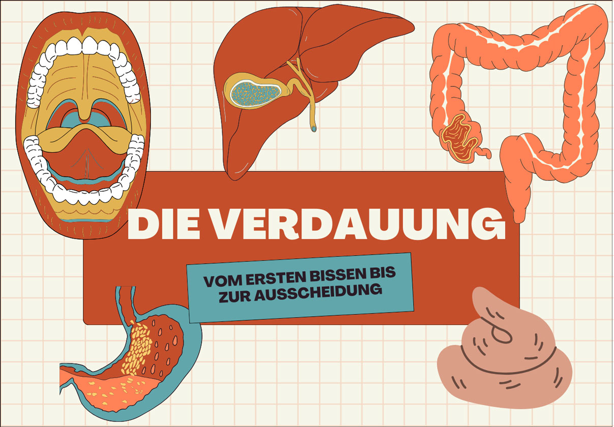 Titelbild Verdauung