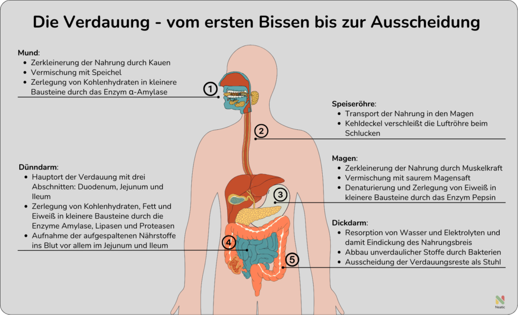 Verdauung Abbildung Die Verdauung vom ersten Bissen bis zur Ausscheidung